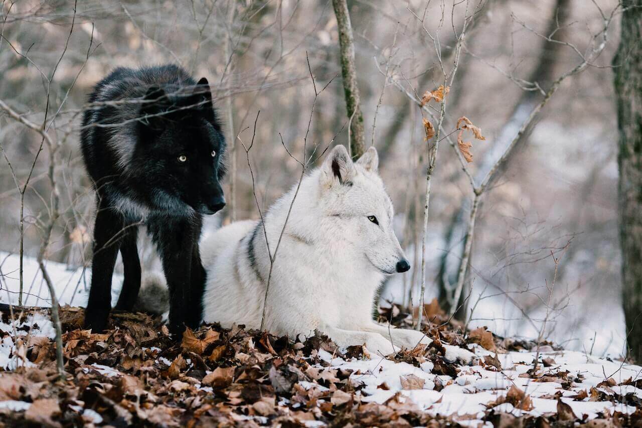 Wolves in Georgia
